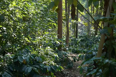 a dirt trail in a forest with green plants at Leela Farm Stay - Exclusive for Group Stay in Madikeri