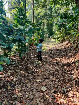 a little boy walking down a path in the woods at Leela Farm Stay - Exclusive for Group Stay in Madikeri