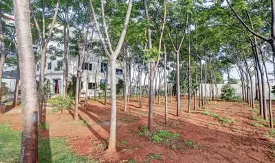 a row of trees in front of a house at GRAND JP INN Near 2 km from Gundlupet bus stand in Gundlupet