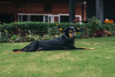 a black and brown dog laying in the grass at Gitanjali Homestay in Mysore