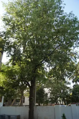 a large tree in front of a white fence at Cornerbunker in Mysore