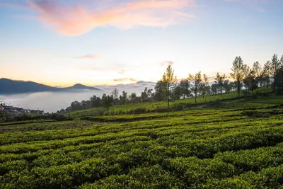 a field of tea plantations in the hills at sunset at Villa Hugel ooty By StayVista in Ooty