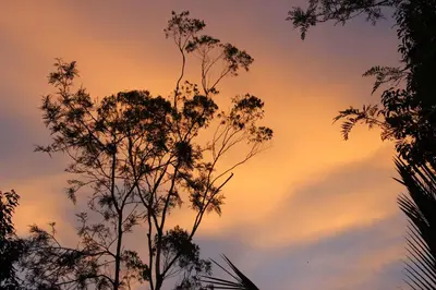 a silhouette of a tree in front of a sunset at Siddhi Aloha in Madikeri
