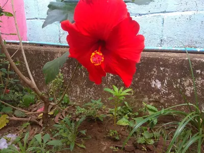 a red flower is growing in a garden at Dreams River view Homestay Coorg in Kushālnagar