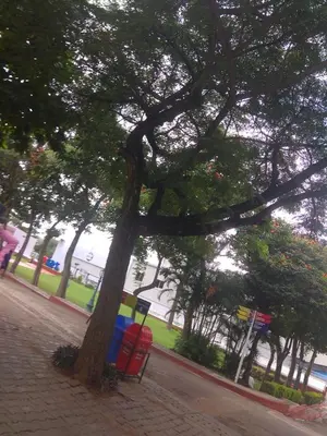 a tree with colorful bins sitting next to a sidewalk at Dreams River view Homestay Coorg in Kushālnagar