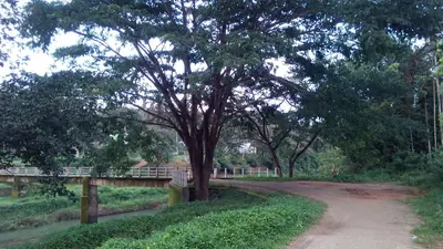 a tree on the side of a dirt road with a bridge at Family villa is a hut style accommodation in Tariyod