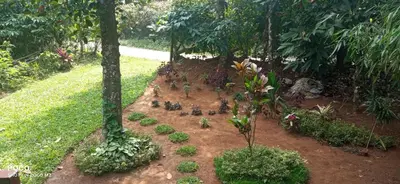 a garden with trees and plants in the dirt at Family villa is a hut style accommodation in Tariyod