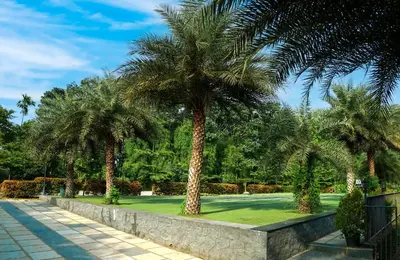 a row of palm trees in a park at Fern Tree Resort in Mananthavady