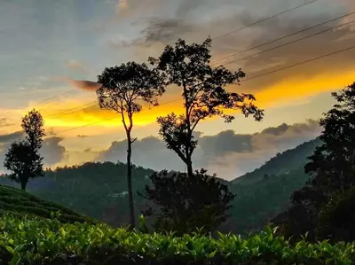 a sunset in the mountains with two trees at Janiro Tea Trees Villas in Vythiri