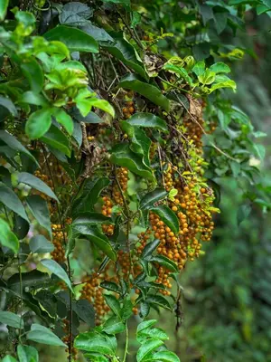 a bunch of fruits hanging from a tree at Janiro Tea Trees Villas in Vythiri