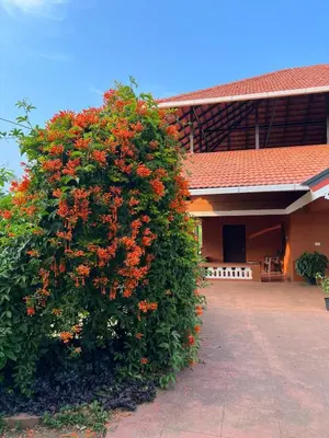 a large bush with orange flowers in front of a building at Janiro Tea Trees Villas in Vythiri