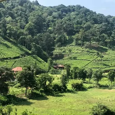 Janiro Tea Trees Villas