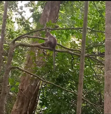 a monkey sitting on top of a tree branch at Wayanad Snow Vibes in Vythiri