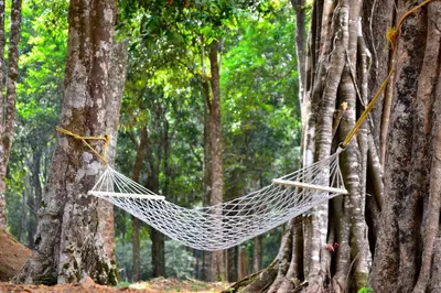 a hammock hanging from a tree in a forest at 900 Woods Wayanad Eco Resort - A Sprawling Jungle Stay near Glass Bridge in Meppādi