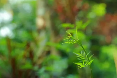 a green plant in front of a blurry background at Grassroots Wayanad, Valley-view Tents in Vythiri