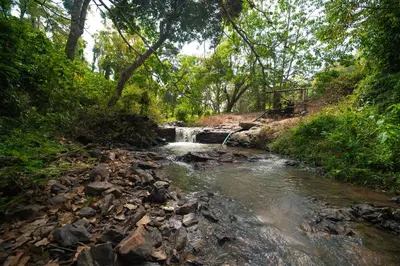 a stream in the middle of a forest with a waterfall at KINGMAKER'S Plantation with River Stream in Madikeri