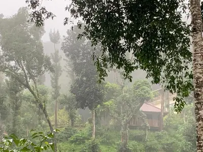 a house in the middle of a forest with trees at Serene Woods in Madikeri