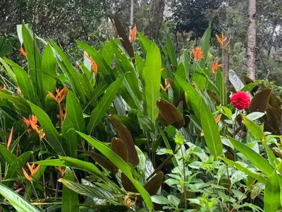 a garden with green plants and a red flower at Serene Woods in Madikeri