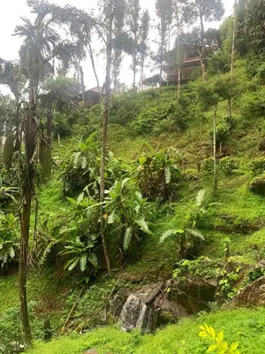 a lush green hillside with a waterfall and trees at Serene Woods in Madikeri