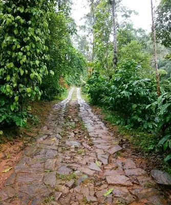 a stone road in the middle of a forest at Serene Woods in Madikeri