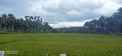 a large green field with trees in the background at Wayal Wayanad Farm Resort in Panamaram
