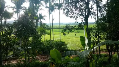 a view of a field from the jungle at Wayal Wayanad Farm Resort in Panamaram