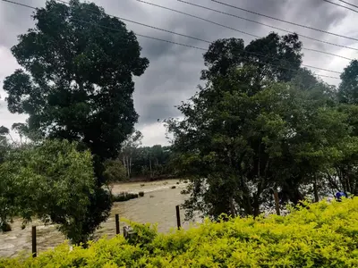 a flooded field with trees and yellow flowers at Dubare Inn Coorg in Madikeri