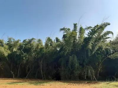 a group of trees in the middle of a field at Runnel View in Masinagudi