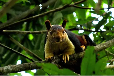 a squirrel sitting on top of a tree branch at Vythiri Resort in Vythiri