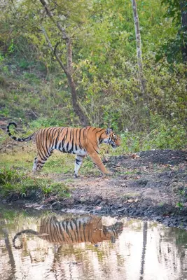a tiger walking next to a body of water at Kaav Safari Lodge, Kabini in Begūr
