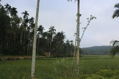 a field of grass with palm trees in the background at Wayal Wayanad Honey moon villa in Panamaram