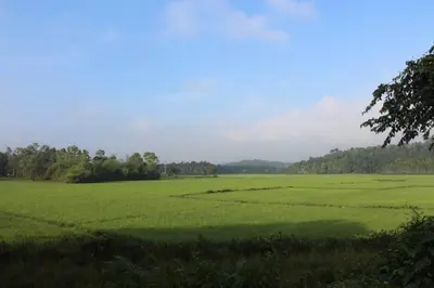 a field of green grass with trees in the background at Wayal Wayanad Twin Villa in Panamaram