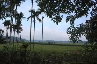 a group of palm trees in a field at Wayal Wayanad Twin Villa in Panamaram
