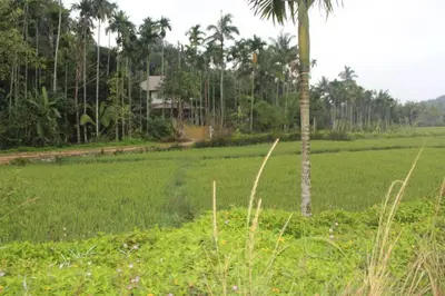 a palm tree in the middle of a field at Wayal Wayanad Twin Villa in Panamaram
