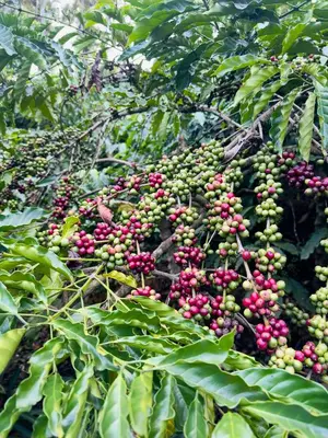 a bunch of red and green fruits on a tree at Green Castle in Gonikoppal