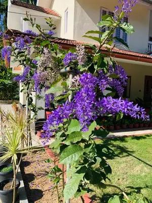 a flowering plant with purple flowers in a yard at Green Castle in Gonikoppal