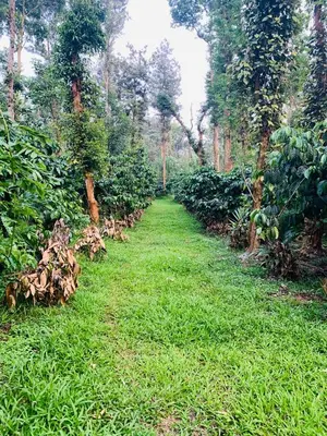 a path through a field of grass with trees at Green Castle in Gonikoppal