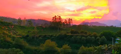 a sunset over a vineyard with the sun setting in the background at CARMEL HOME STAY in Munnar