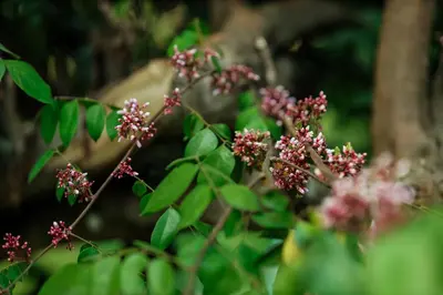 a bunch of pink flowers on a tree at Hill Rows Plantation and Forest Experience By GreenEscapes in Vythiri