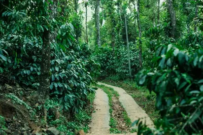 a dirt trail in the middle of a forest at Hill Rows Plantation and Forest Experience By GreenEscapes in Vythiri