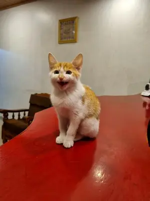 a cat sitting on top of a table at Royal Mist in Ooty