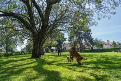a dog playing with a cat in a park at Gateway Coonoor in Coonoor