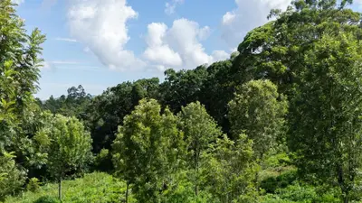 a group of trees in the middle of a field at Radosri in Coonoor