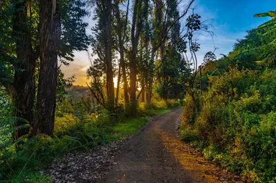a dirt road with trees on either side at Warmth Hill Crest in Kodaikānāl