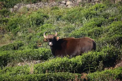 a bull with horns standing on a grassy hill at S ELLA Residency in Kotagiri