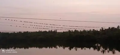a flock of birds sitting on power lines next to a river at NARAYANALAYAM-Vintage Retreat-Homestay & Rest'Inn in Kannur