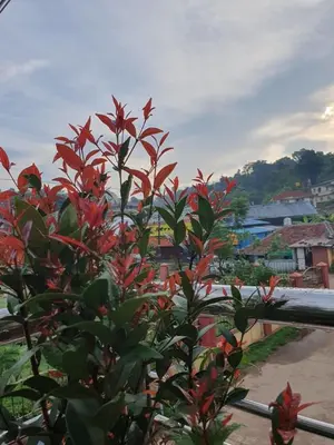 a plant with red flowers on a balcony at Varam Homestay in Madikeri