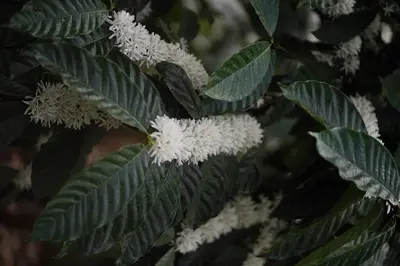 a tree with white flowers and green leaves at Entire Villa at the Heart of the Wayanad Forest. in Kutta