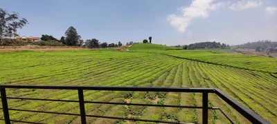 a view of a field of green crops at Rose Garden Enclave for Families & Executives in Ooty