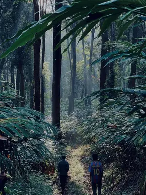 two people walking down a path in a forest at Skyfall 900kandi in Meppādi